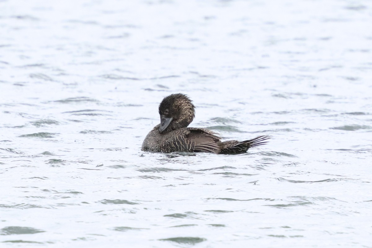 Лопастная утка - ML647054636