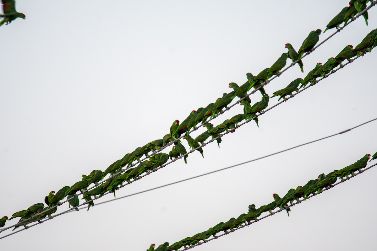 Red-crowned Amazon - ML647054637