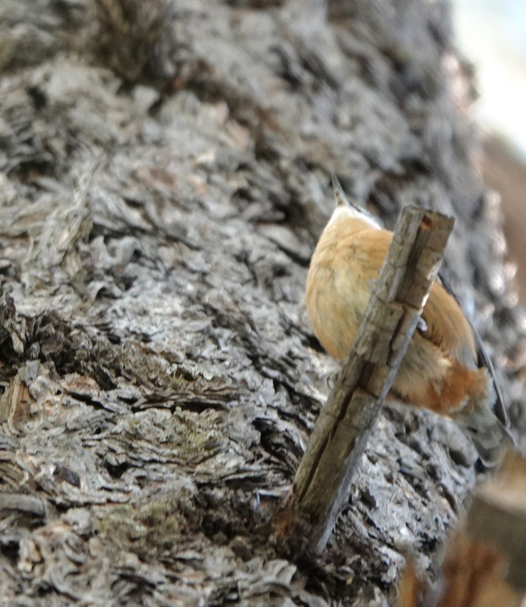 Red-breasted Nuthatch - ML647054638
