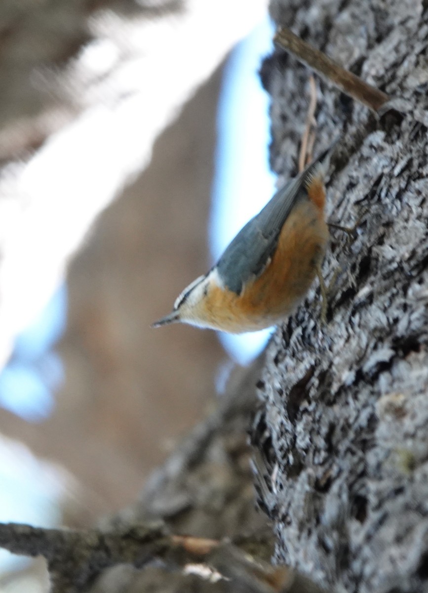 Red-breasted Nuthatch - ML647054639