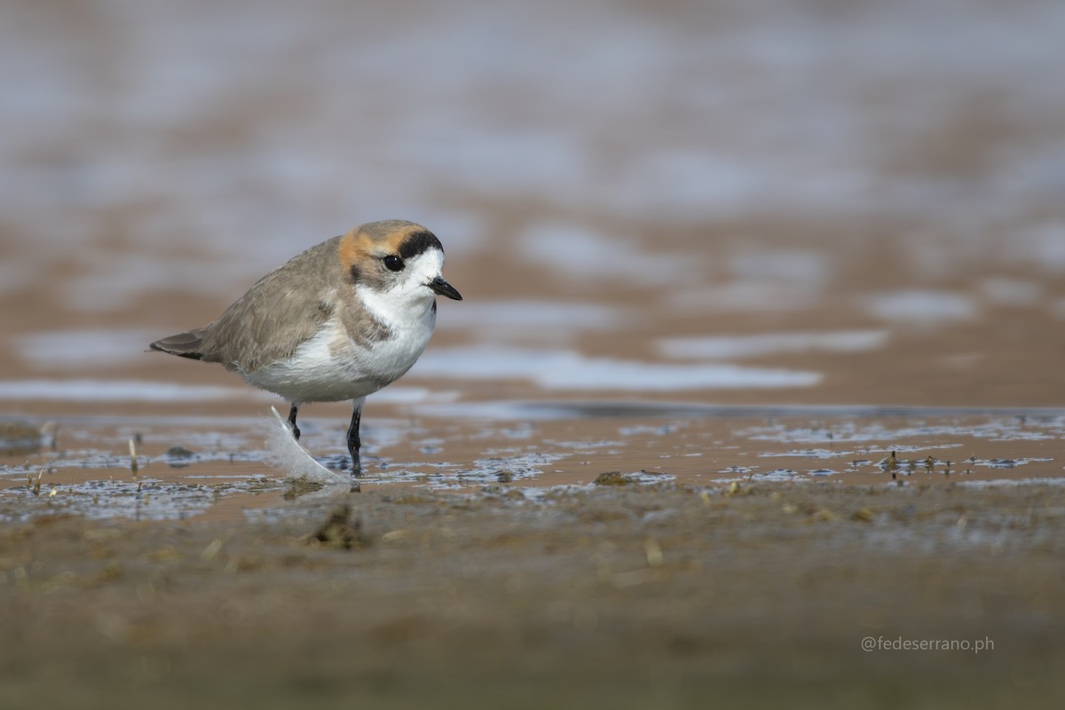 Puna Plover - ML647054648