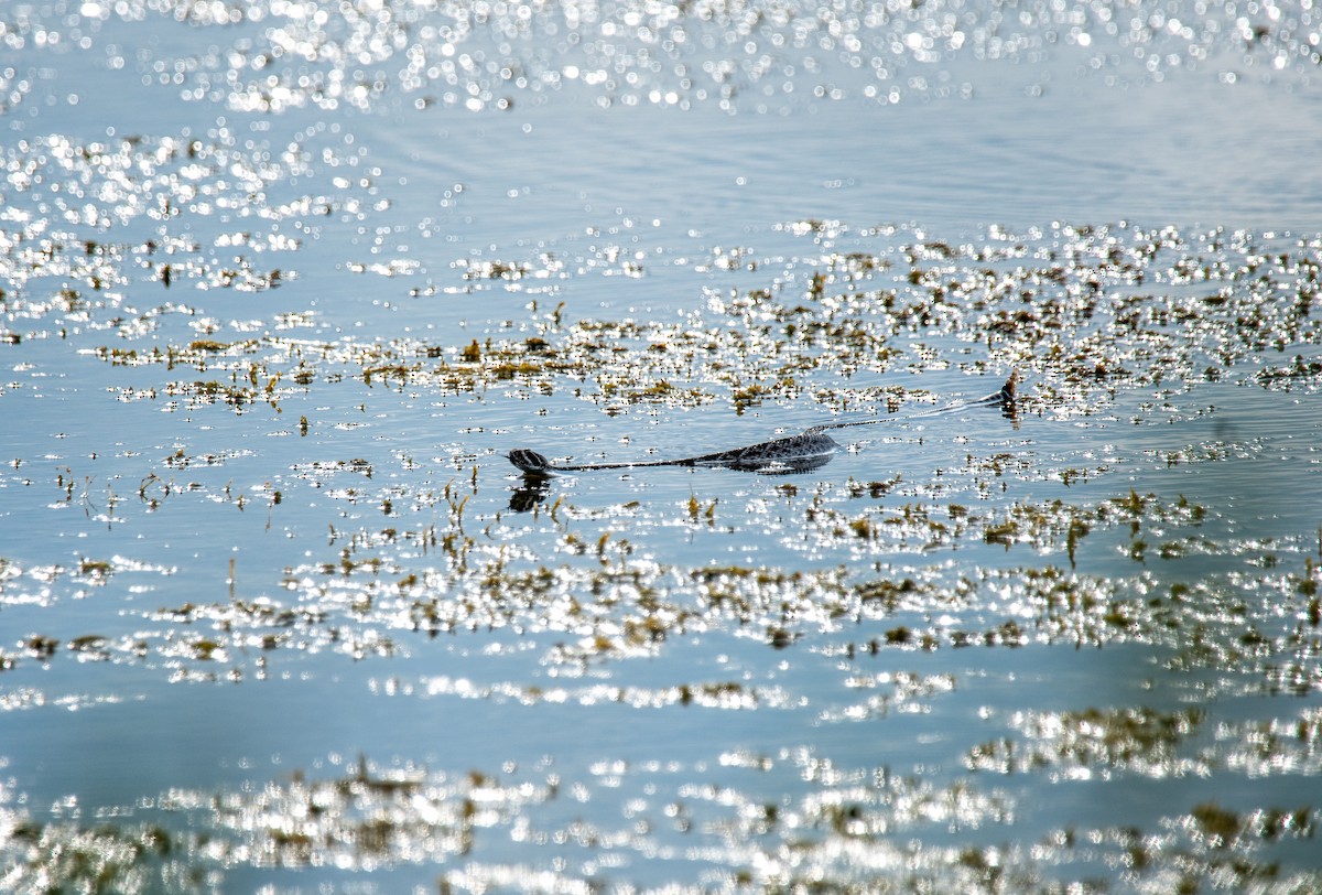 Western Diamond-backed Rattlesnake - ML647054656