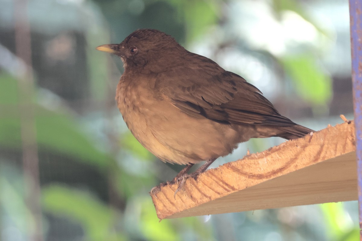 Merle fauve - ML647054657