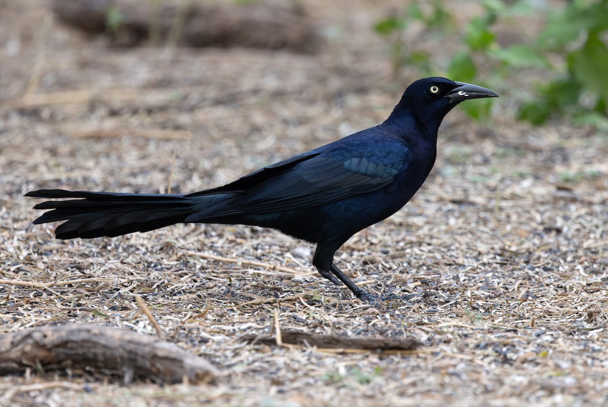 Great-tailed Grackle - ML647054658
