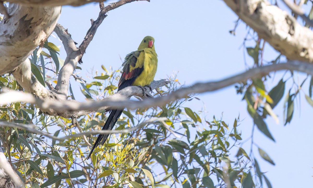 Regent Parrot - ML647054662