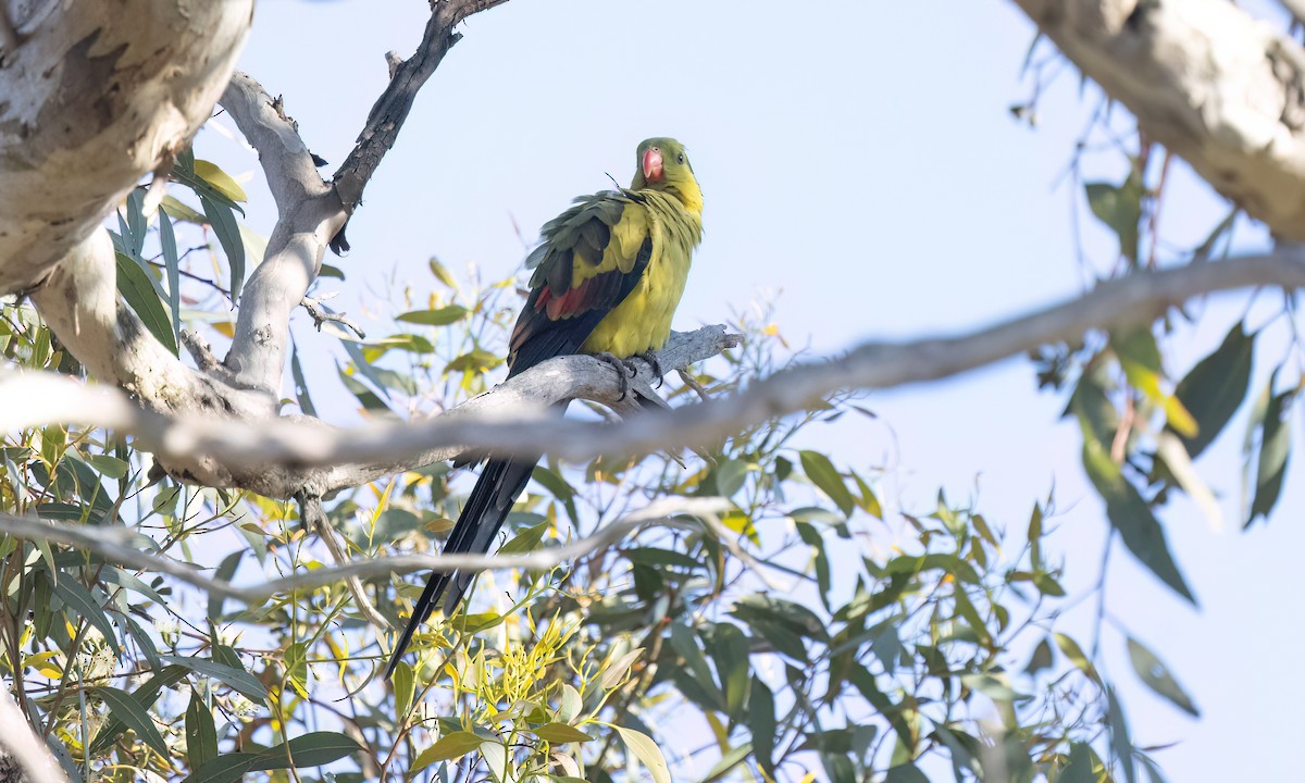 Regent Parrot - ML647054663