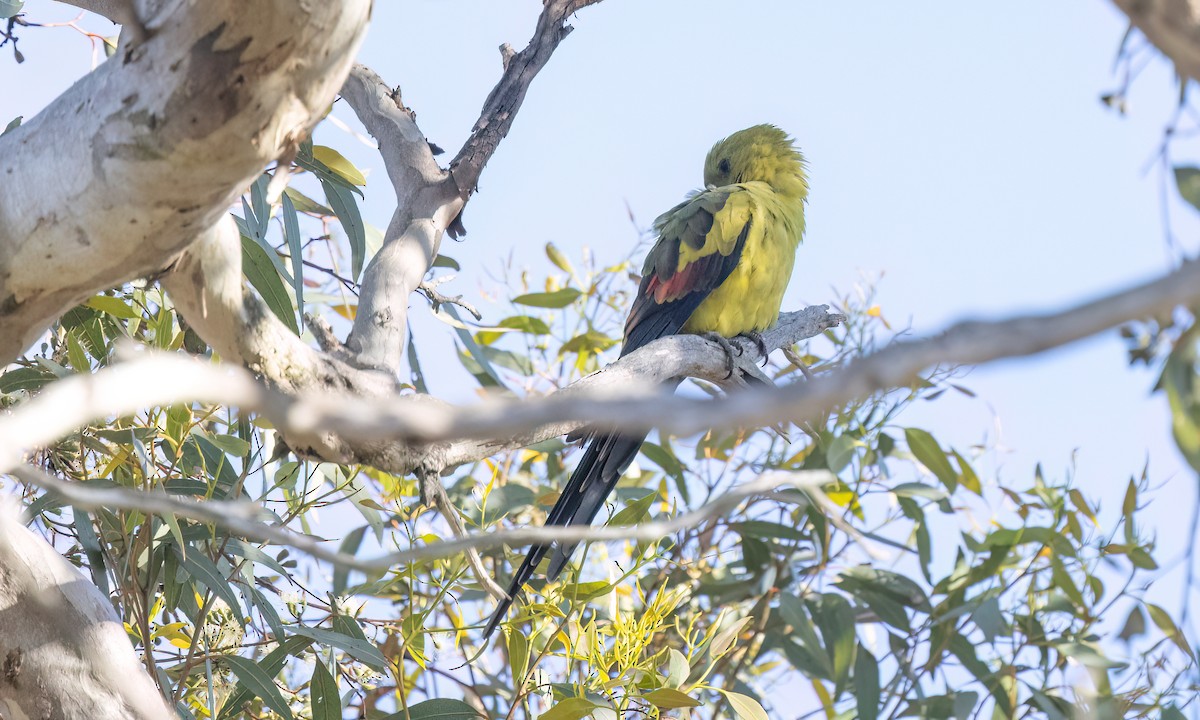 Regent Parrot - ML647054664