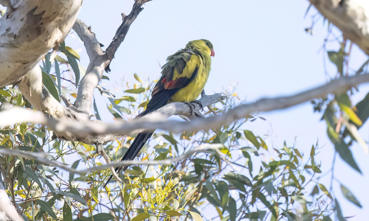 Regent Parrot - ML647054665