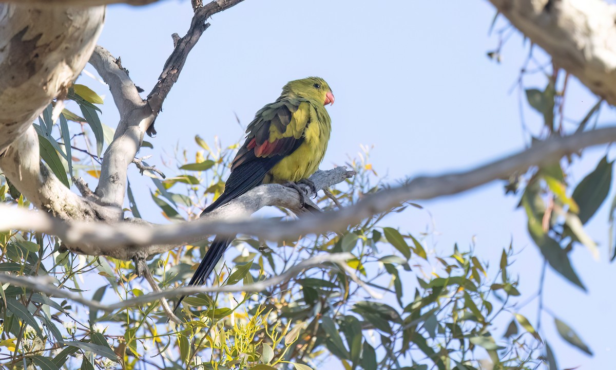 Regent Parrot - ML647054666