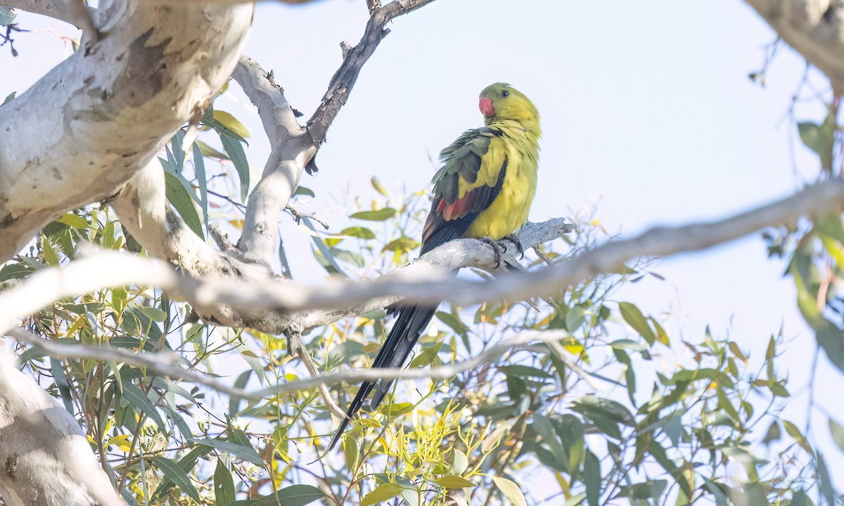 Regent Parrot - ML647054667