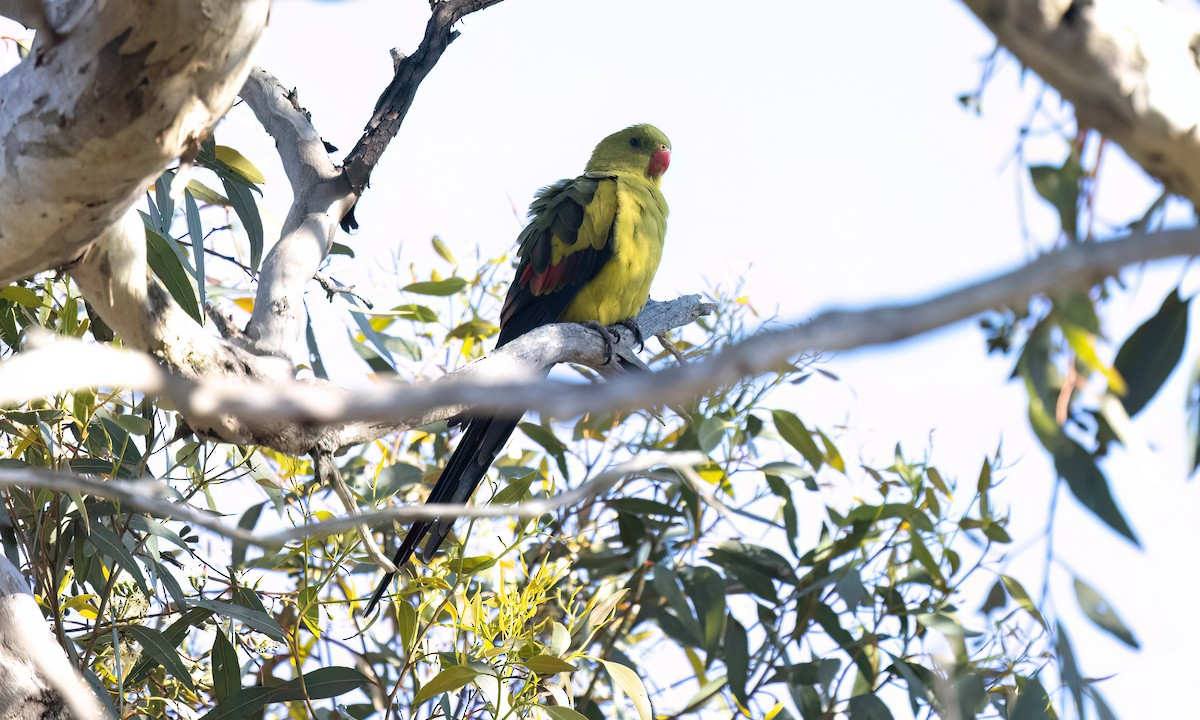 Regent Parrot - ML647054668