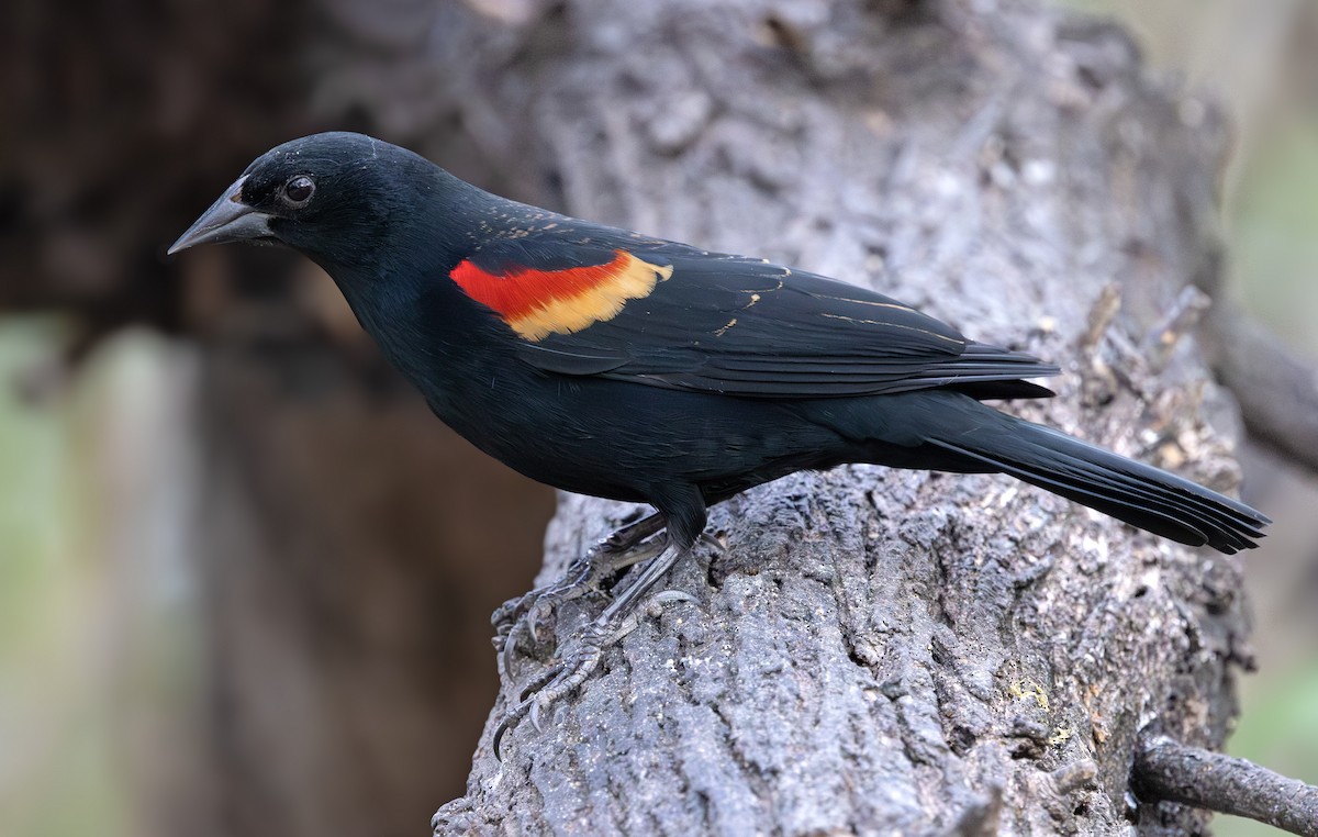 Red-winged Blackbird - ML647054671