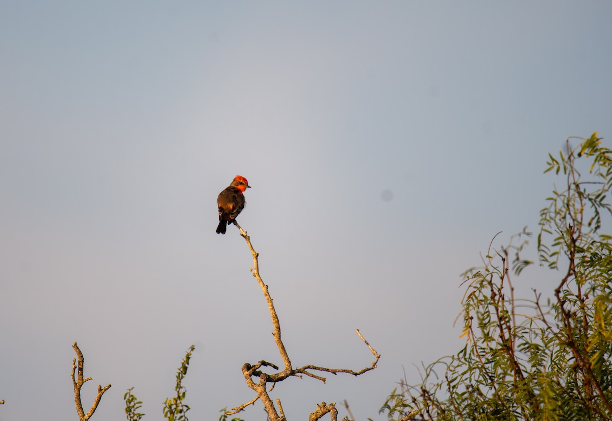Vermilion Flycatcher - ML647054675