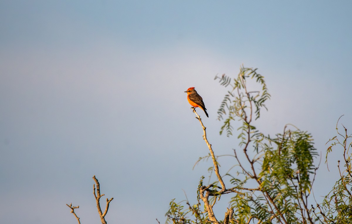 Vermilion Flycatcher - ML647054677