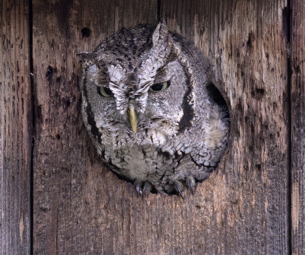Eastern Screech-Owl (McCall's) - ML647054679