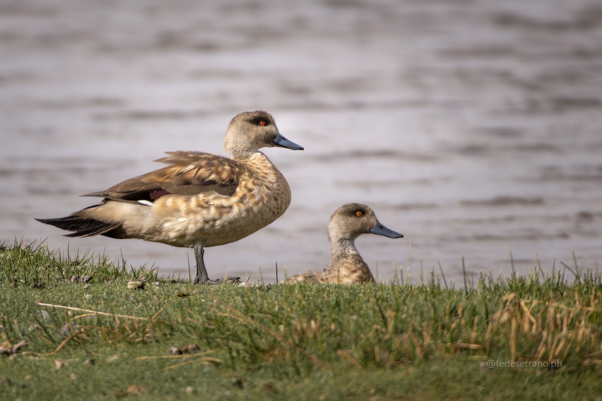 Crested Duck - ML647054680