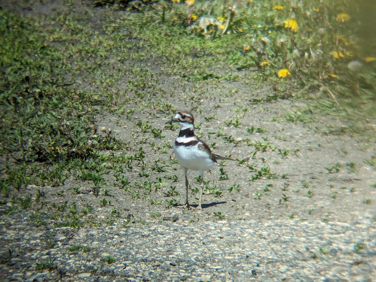 Killdeer - ML647054685
