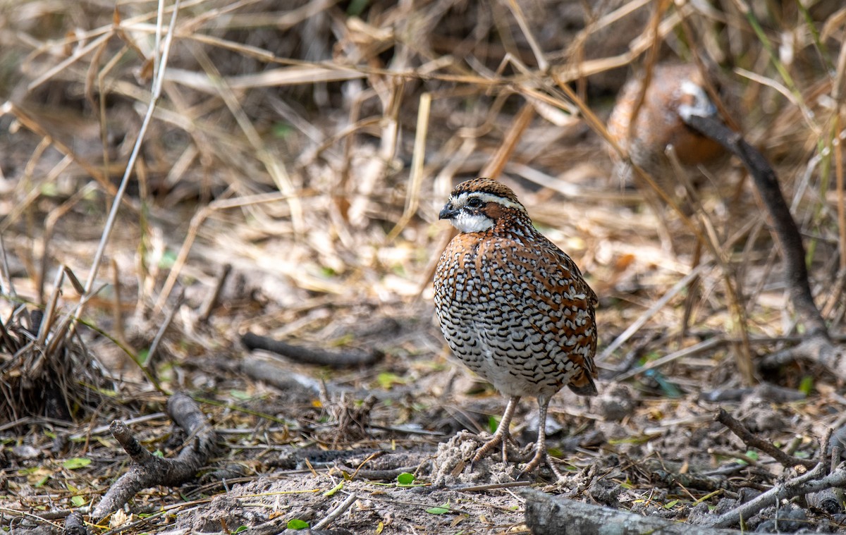 Northern Bobwhite - ML647054688