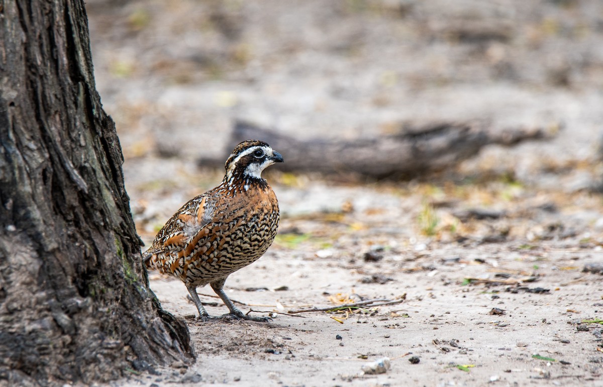 Northern Bobwhite - ML647054689