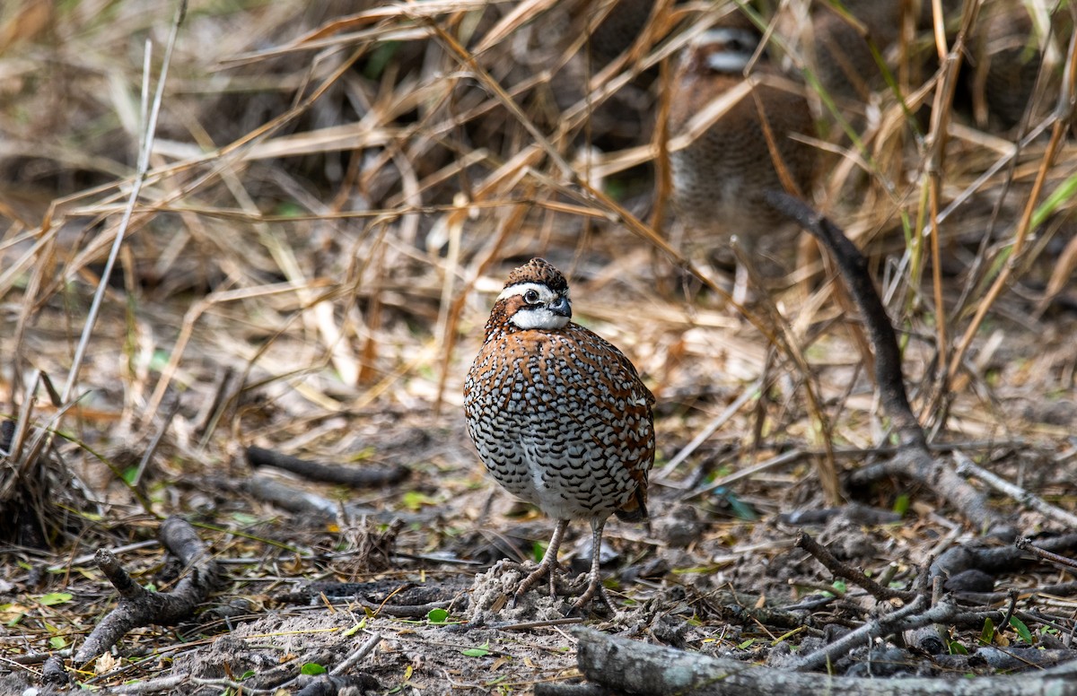 Northern Bobwhite - ML647054691