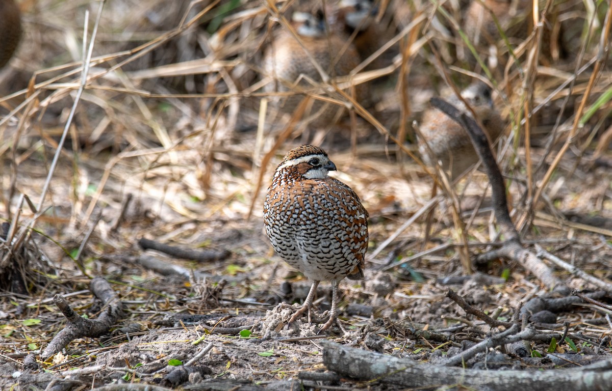 Northern Bobwhite - ML647054692