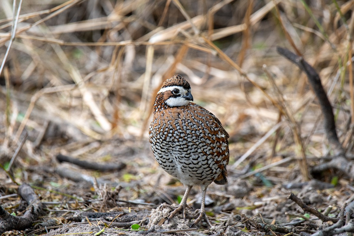 Northern Bobwhite - ML647054693