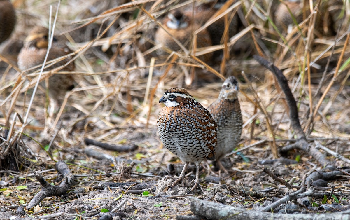 Northern Bobwhite - ML647054694