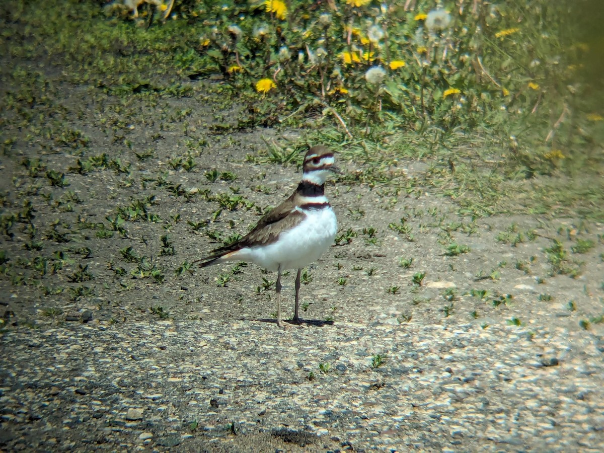 Killdeer - ML647054697