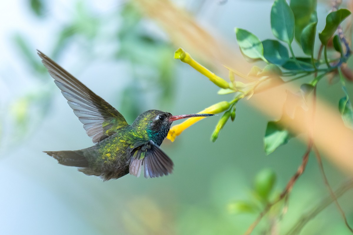 Broad-billed Hummingbird - ML647054698