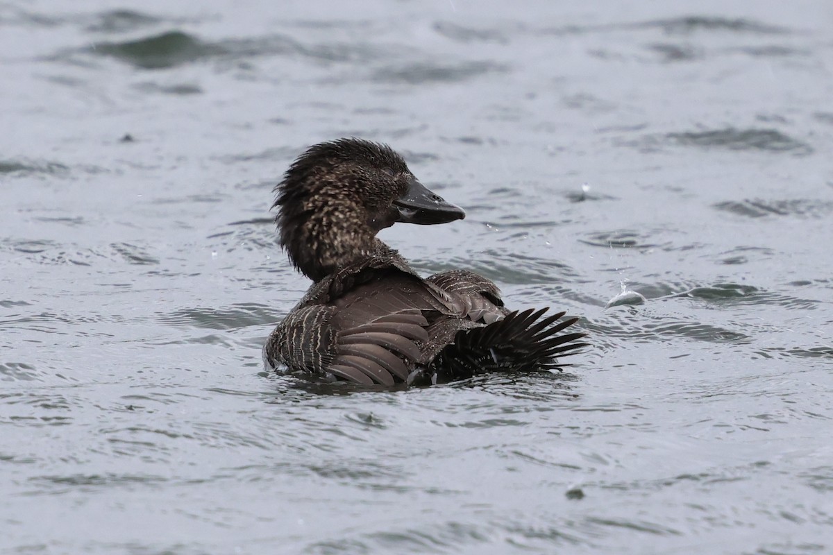 Лопастная утка - ML647054699