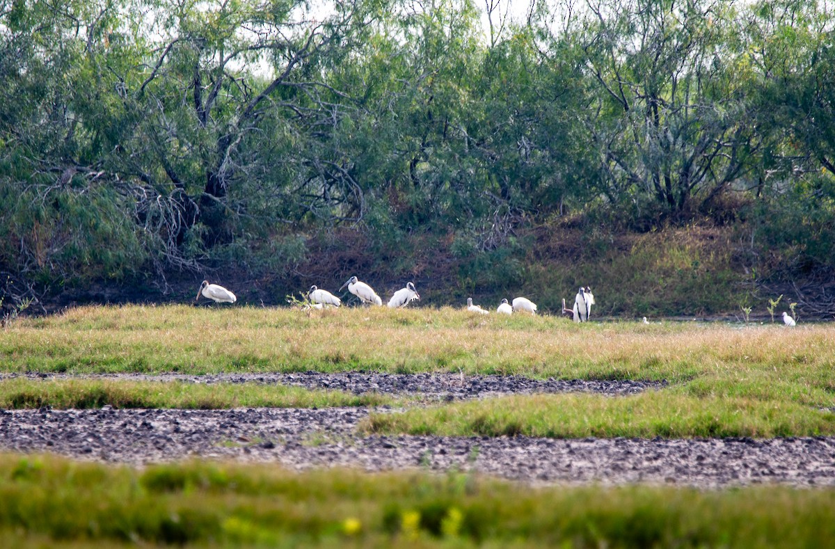 Wood Stork - ML647054703