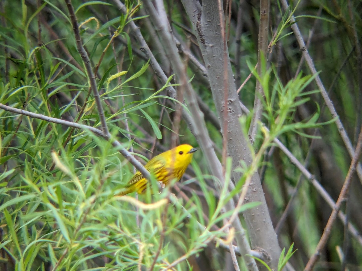 Northern Yellow Warbler - ML647054707