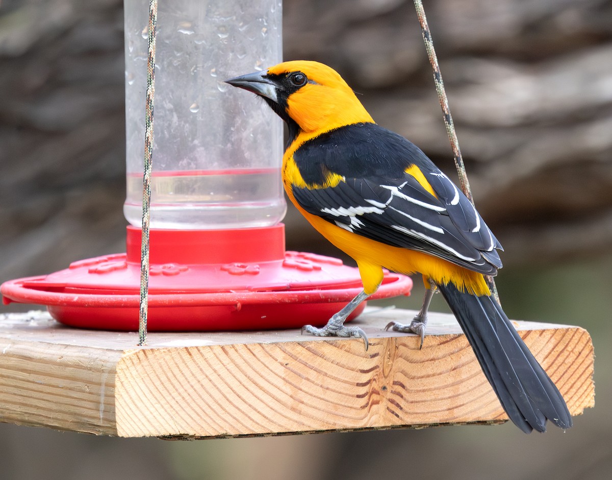 Altamira Oriole - ML647054708