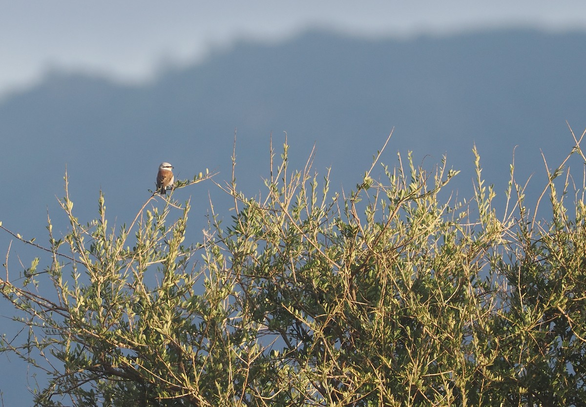 ťuhýk obecný - ML647054709