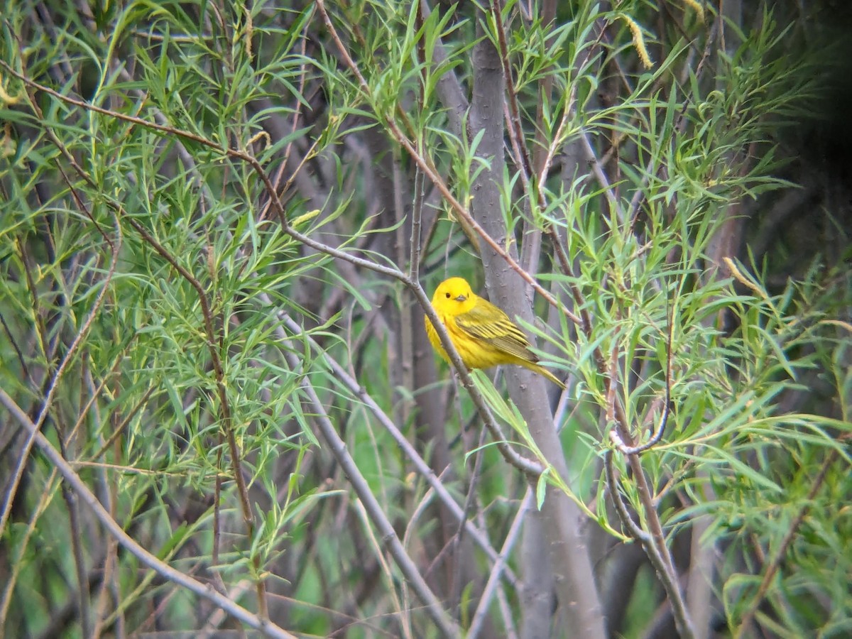 Northern Yellow Warbler - ML647054712