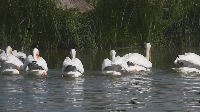 American White Pelican - ML647054716
