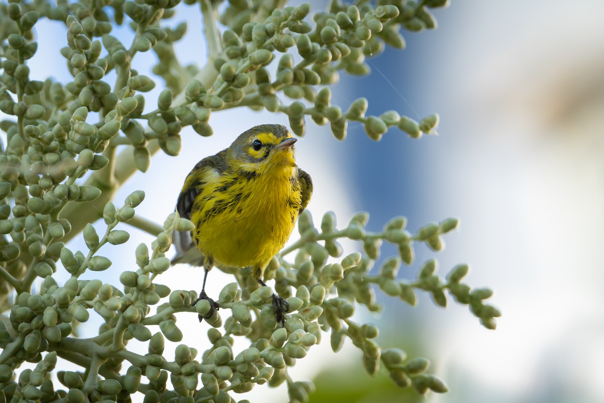 Reinita Galana - ML647054717