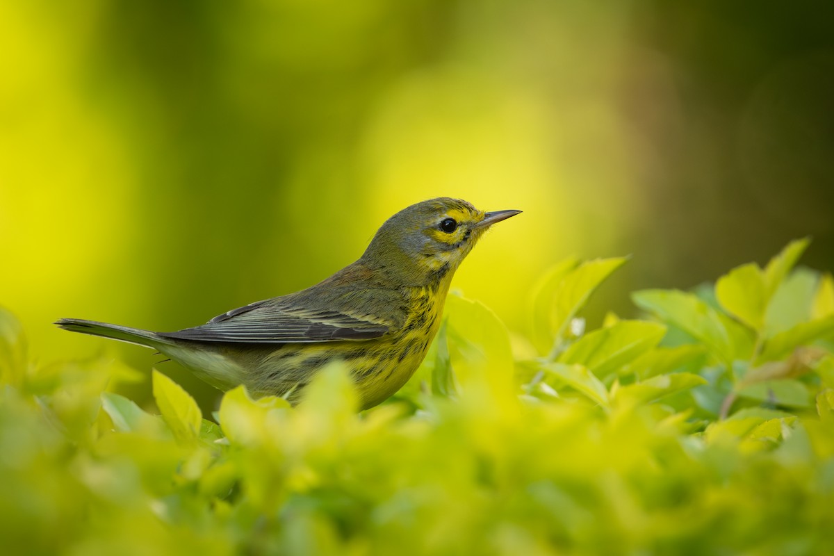 Reinita Galana - ML647054718