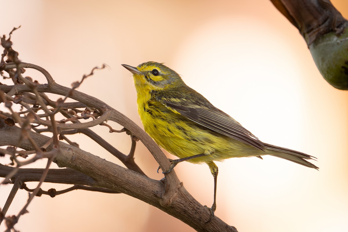 Reinita Galana - ML647054721