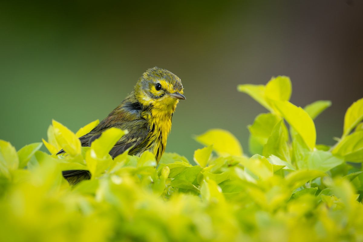 Reinita Galana - ML647054722