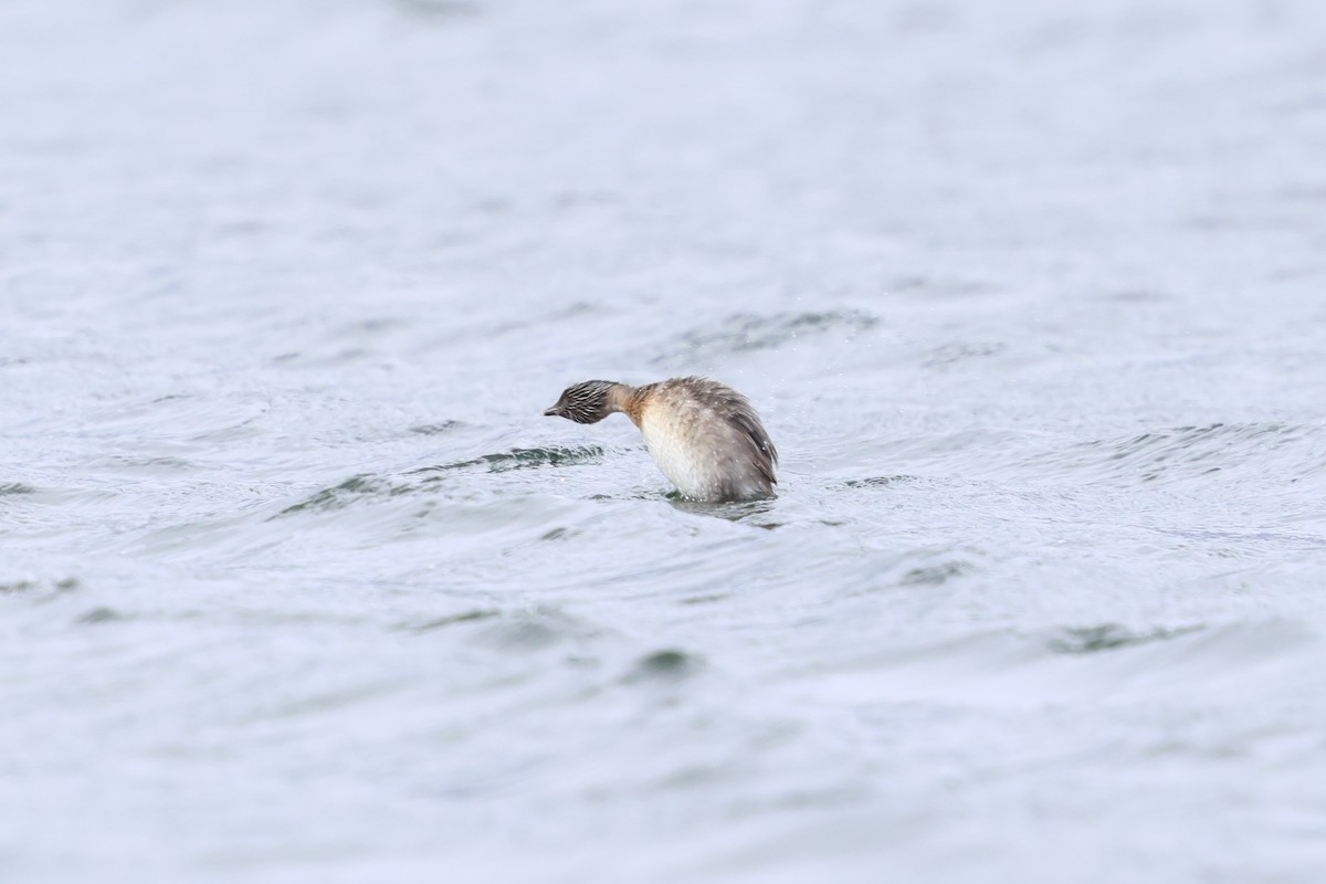Hoary-headed Grebe - ML647054724