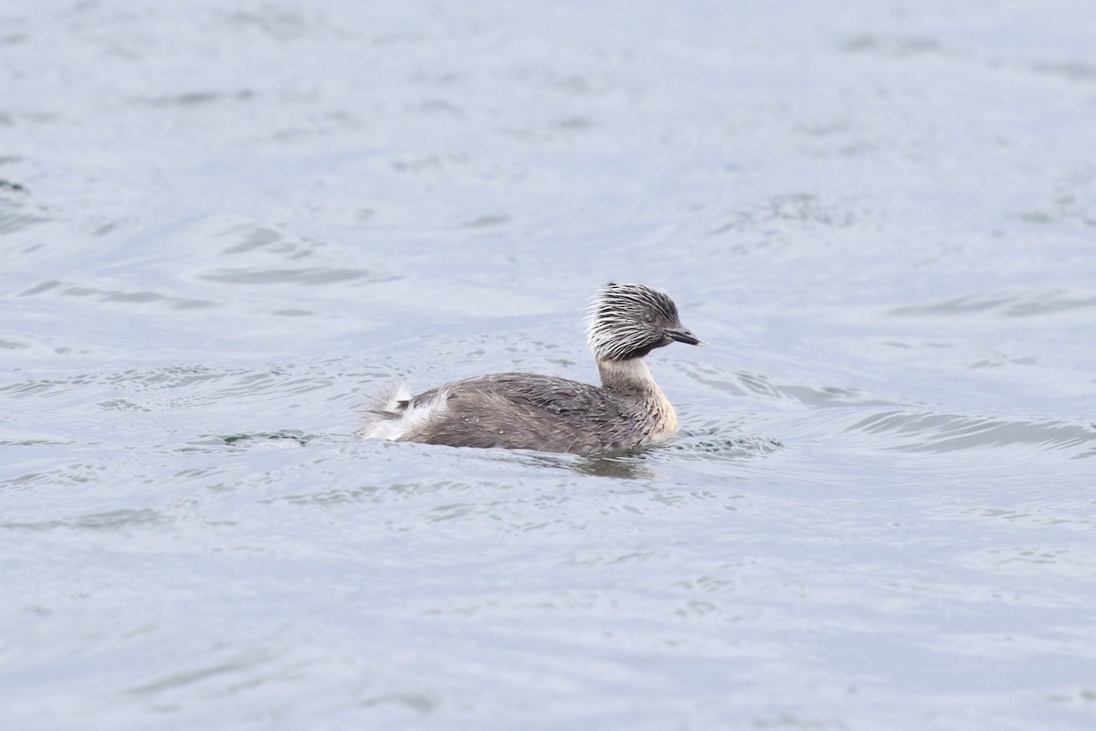 Hoary-headed Grebe - ML647054725