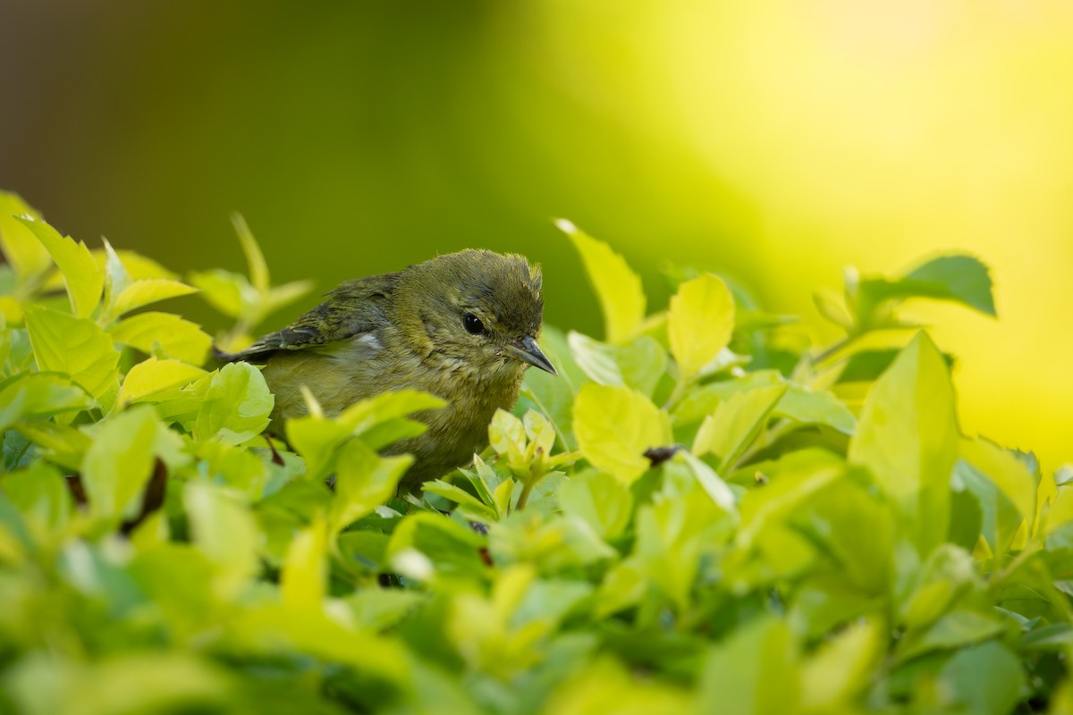 Reinita de Tennessee - ML647054727