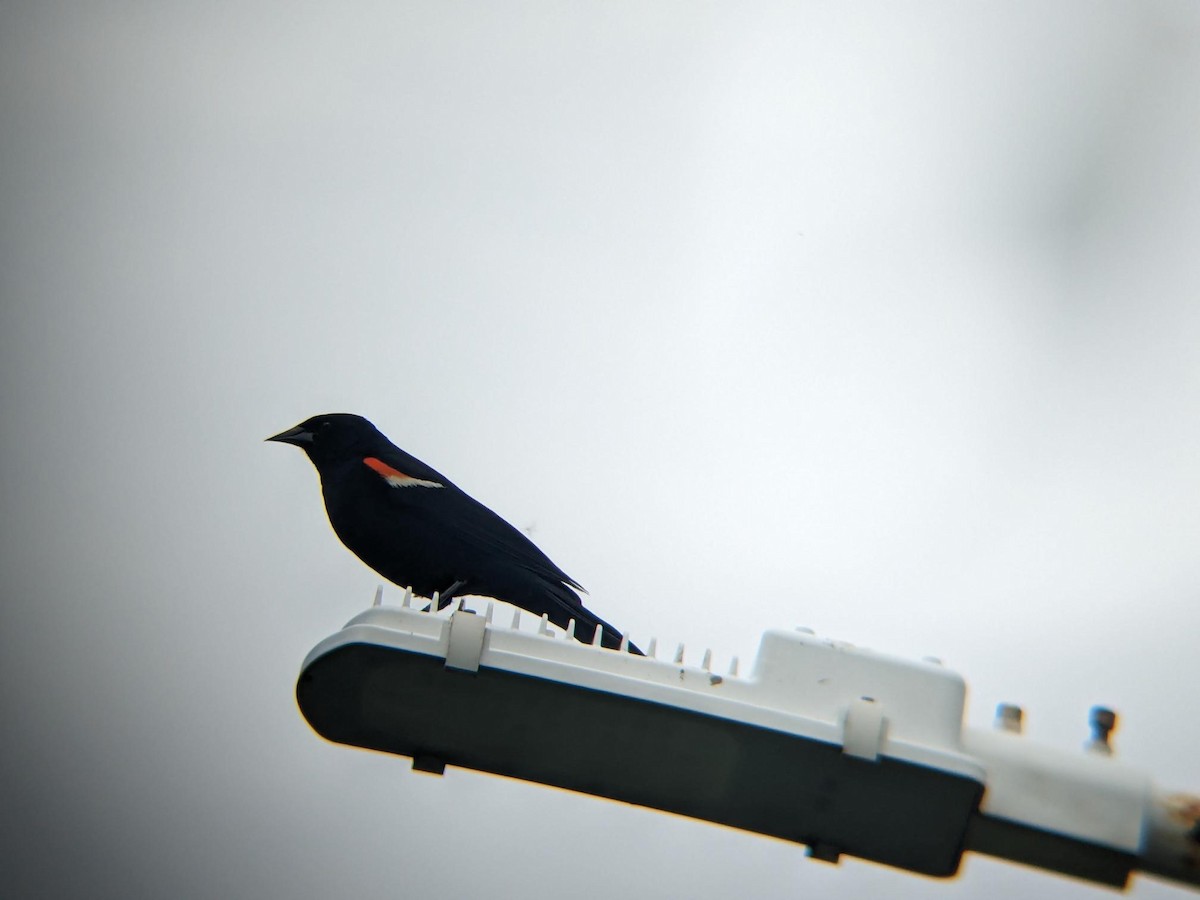Red-winged Blackbird - ML647054730