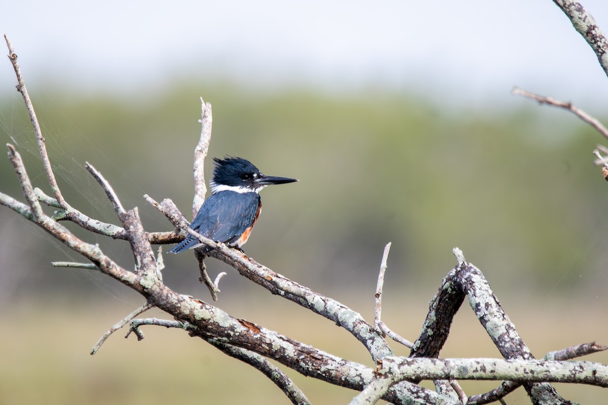 Belted Kingfisher - ML647054738