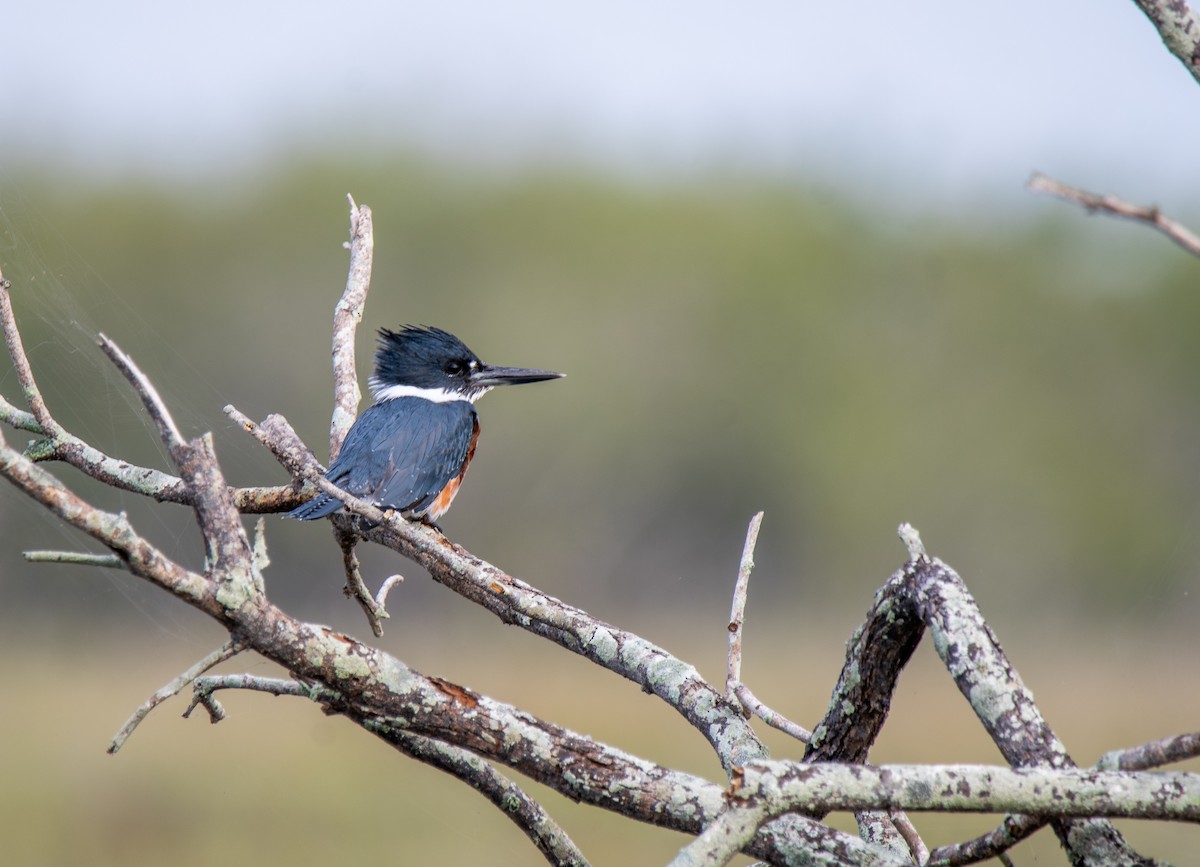 Belted Kingfisher - ML647054739
