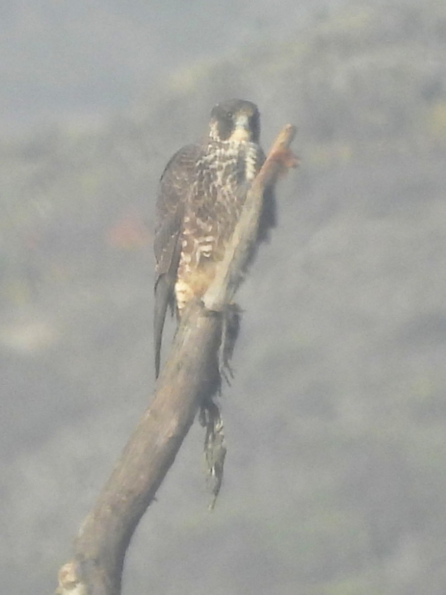 sokol stěhovavý - ML647054742