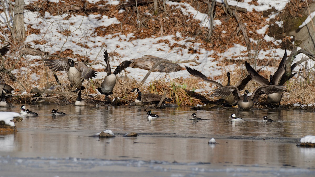 Гоголь-головастик - ML647054746