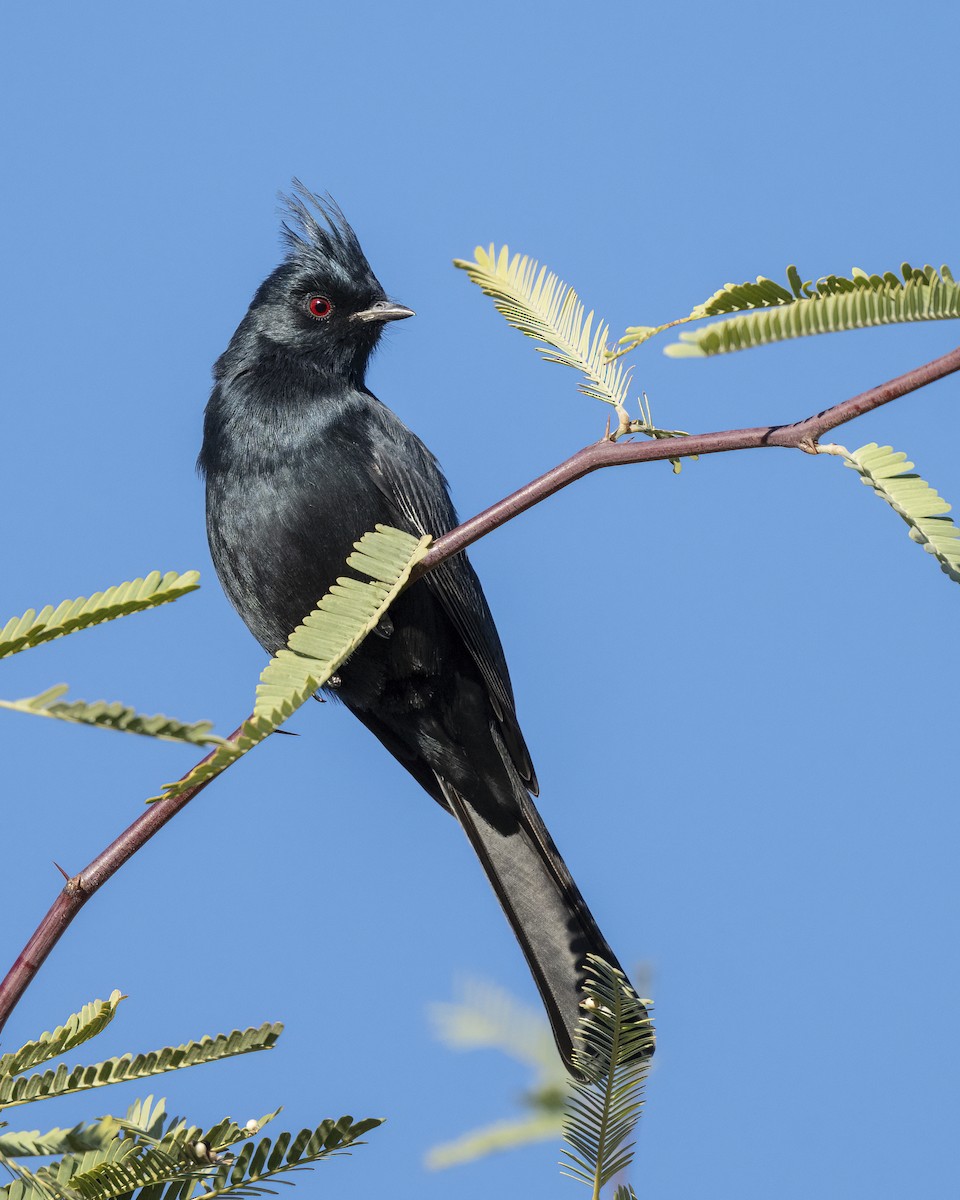 Phainopepla - ML647054748