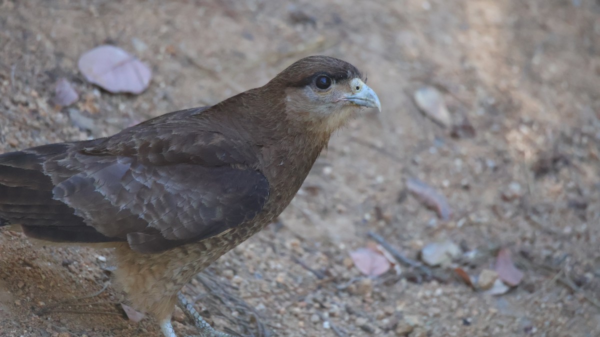 Chimango Caracara - ML647054751